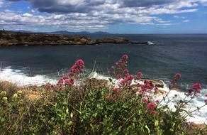Flowers Sea Provence