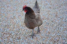 Hen Ashy Domestic Animal Red