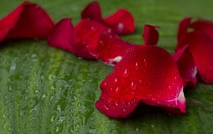 red petals water drops