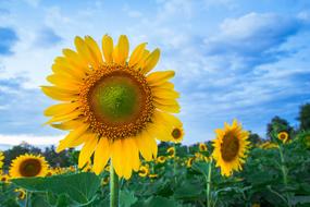 Flora Sunflower Flower