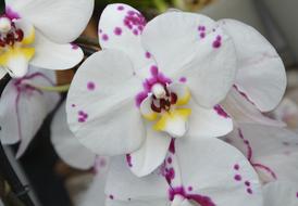 White Orchid Violet Flowers