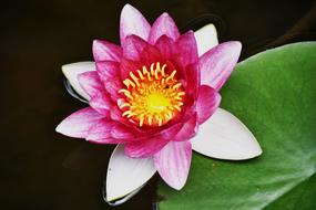 Flower Lotus Plant