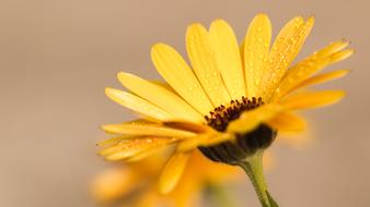 Calendula English Marigold