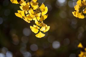 Ginkgo Autumn Leaves
