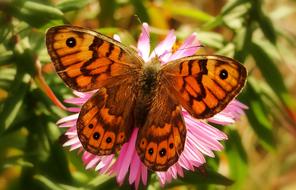 Butterfly Day Nature Insect