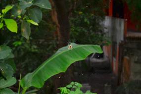 Spider Garden Nature