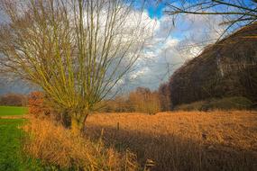 Trees Nature Landscape