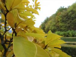 Nature Trees Landscape