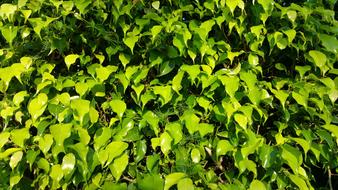 Leave'S Green Nature