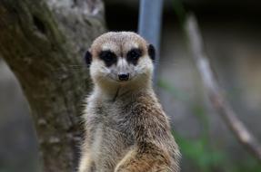 Meerkat Zoo Portrait