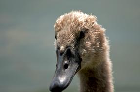 portrait of a gray young swan