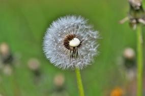 Dandelion Nature Plant