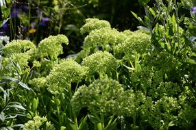 Sedum Stonecrop Plant