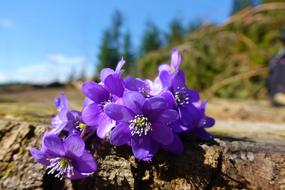 Flower Hepatica Nature