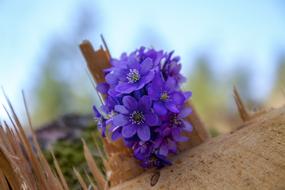 Flower Hepatica Log
