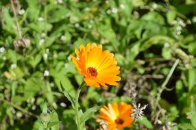 Flower Yellow Summer