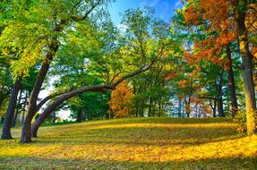Scenery of Forest At fall