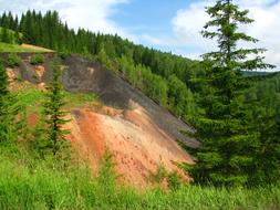 Forest Nature Landscape