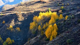 Autumn Season Nature