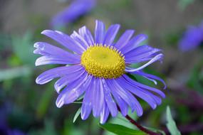 Flower Flowers Flowering Plant