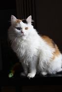 Cat Pet Cute