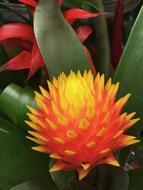 Yellow Orange Flower Floral