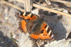 Nature Animals Insect At The Court