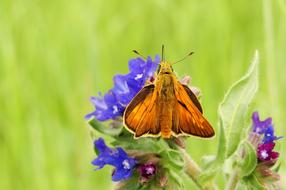 Nature Flower Summer Butterfly