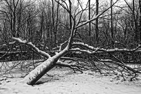 Tree Fallen Bare