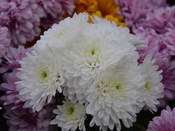 Flowers White Chrysanthemums