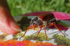 Nature Insect Small Close