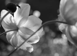 Monochrome Flower Nature