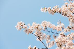 Season Wood Blue Sky Cherry