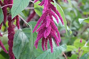 Foxtail Amaranth Amaranthus