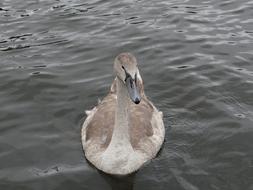 Swan Animals Birds Water