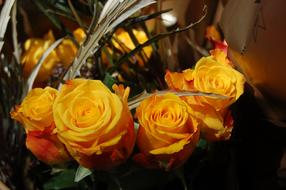 Flower Nature Petal Yellow