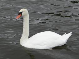 Swan Animals Birds Water