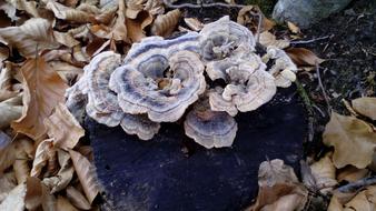 Mushrooms Nature Wild