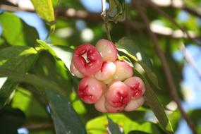 Flower Vacations Indonesia