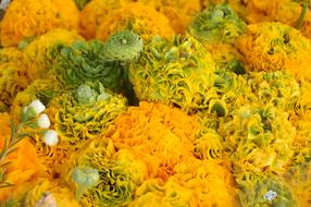 Nature Yellow Flower