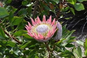 Protea Plant