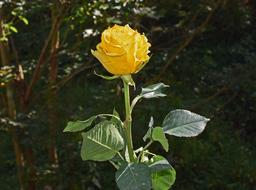 Yellow-Orange Rose Flower