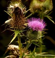 Thistle Stinging Nature
