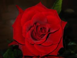 Rose Flower Red