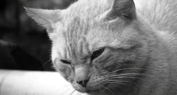 Cat Nice macro blur