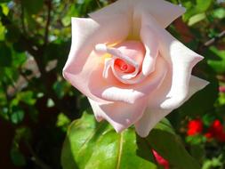 Pinkish Flower Rose in Nature