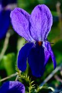 Flower Plant Violet Close