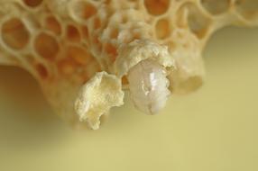 Bees Queen Cell Opened Close