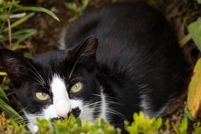 Comanche Nature Azores
