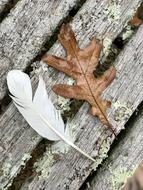 Feather Oak Leaf Nature